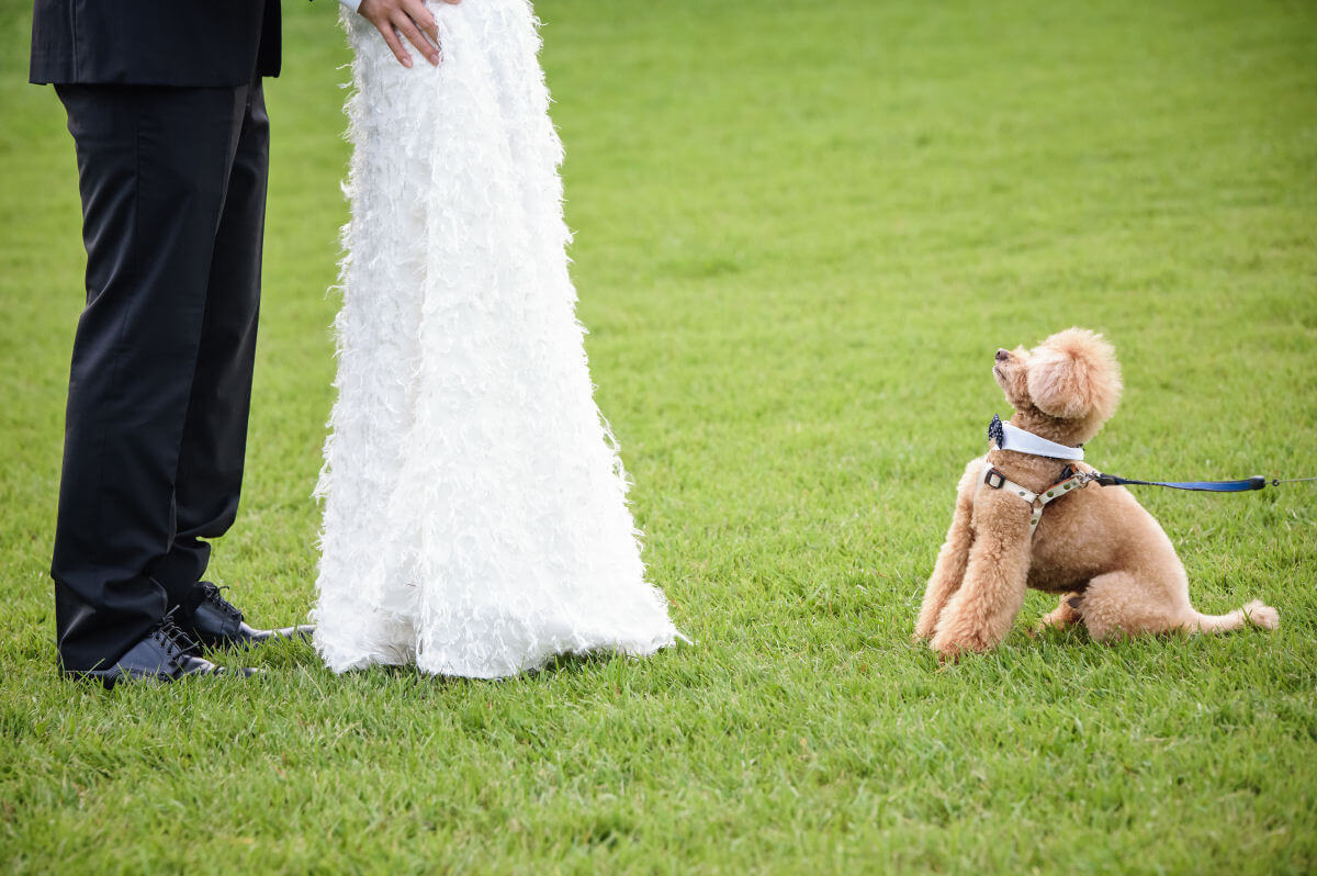 ペットの愛犬と新郎新婦